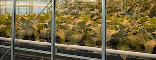 Rows of tobacco plants in PMI’s plant research facility in Switzerland.