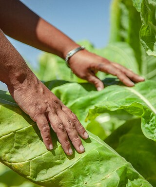 Tobacco farmer in Nayarit Mexico