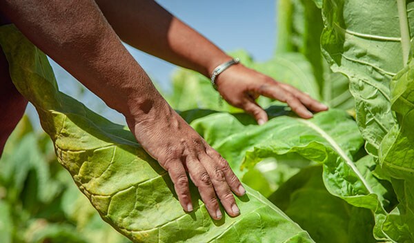 Tobacco farmer in Nayarit Mexico