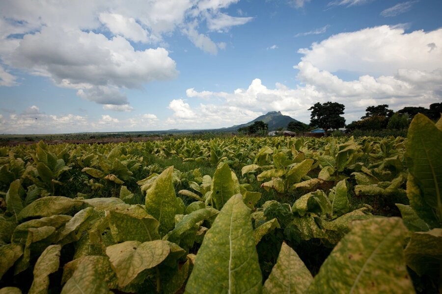 A tobacco field in Malawi