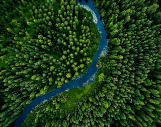 Climate justice forest