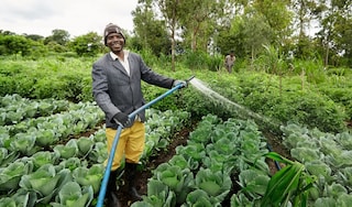 crop diversification case study thumbnail