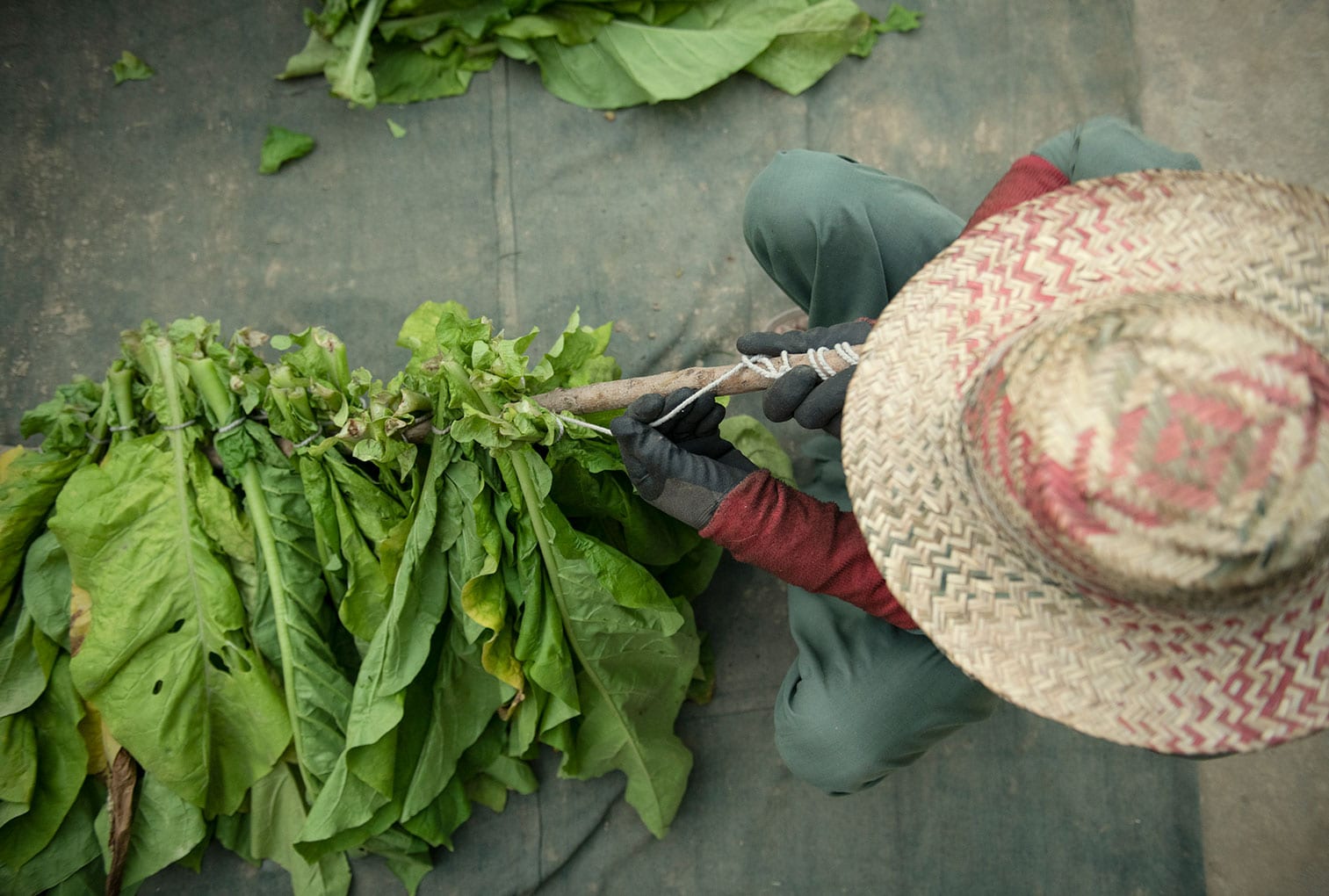 Tobacco farmer in Pakistan sorting leaves