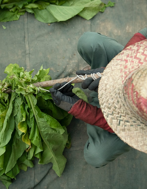 Tobacco farmer in Pakistan sorting leaves