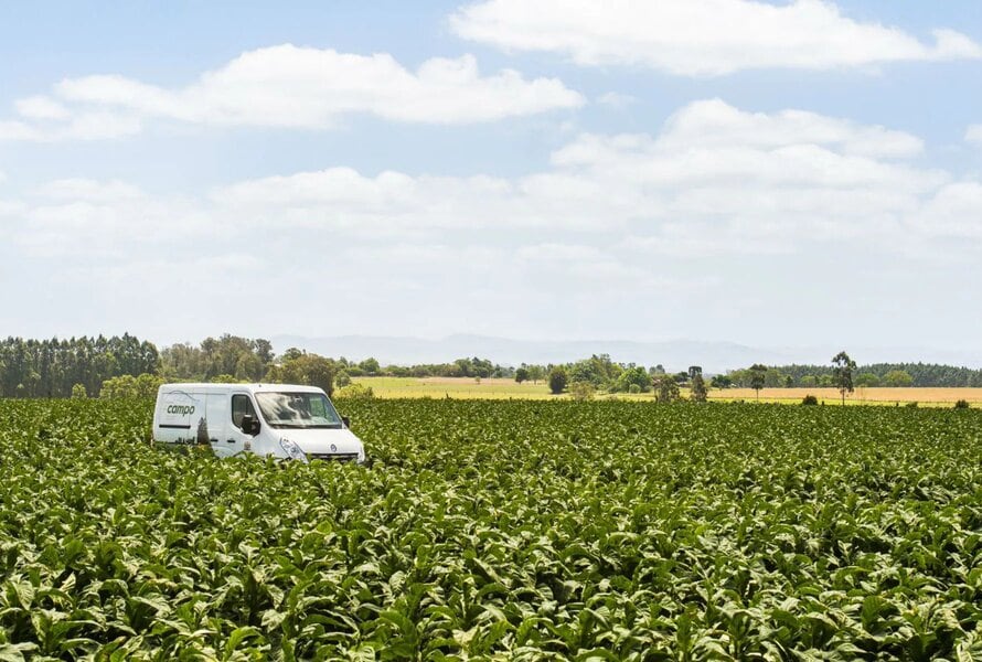 A white van in a field of tobacco plants.