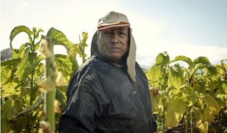 Argentina tobacco farmer thumbnail