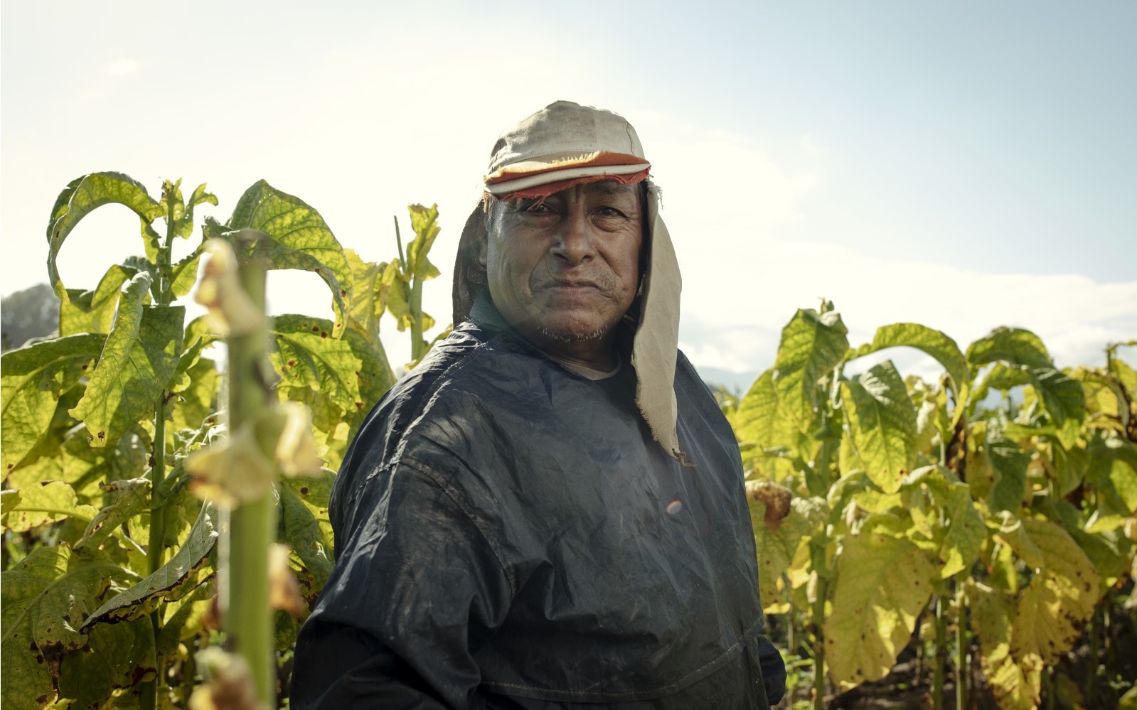 Argentina tobacco farmer
