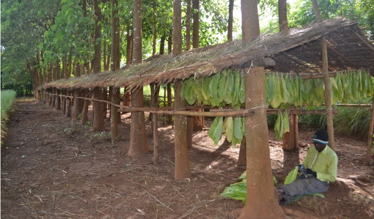 Malawi case study thumbnail