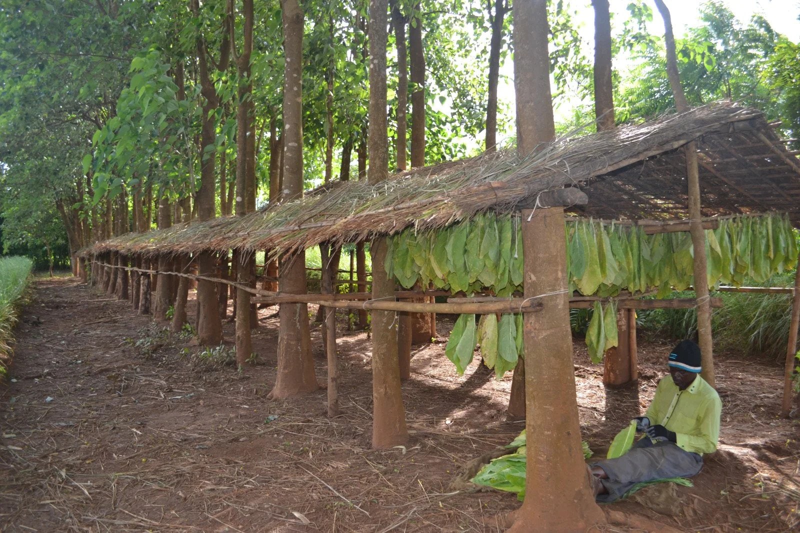 Malawi live barn