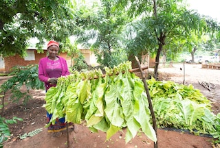 A tobacco farmworker stringing tobacco leaves in Malawi.