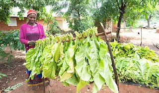 A tobacco farmworker stringing tobacco leaves in Malawi.