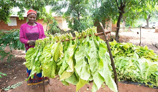 A tobacco farmworker stringing tobacco leaves in Malawi.
