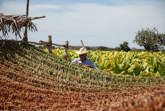 socioeconomic-nayarit-farmer-B