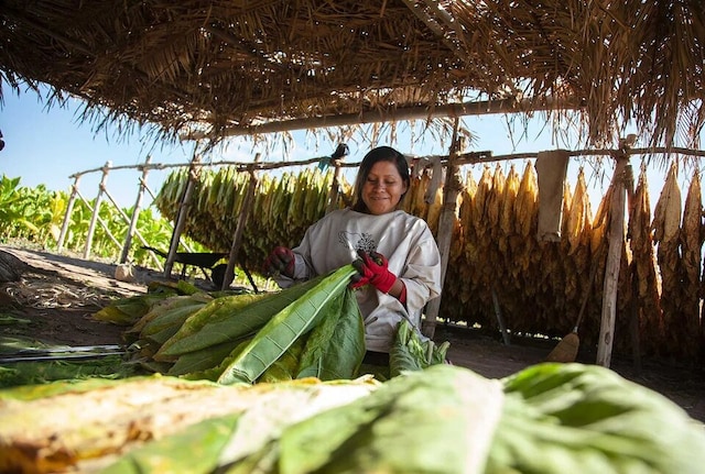 Nayarit farmer