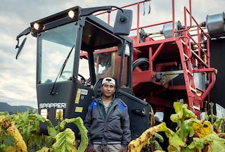 A tobacco farm worker in Salta, Argentina, standing next to a harvesting machine.
