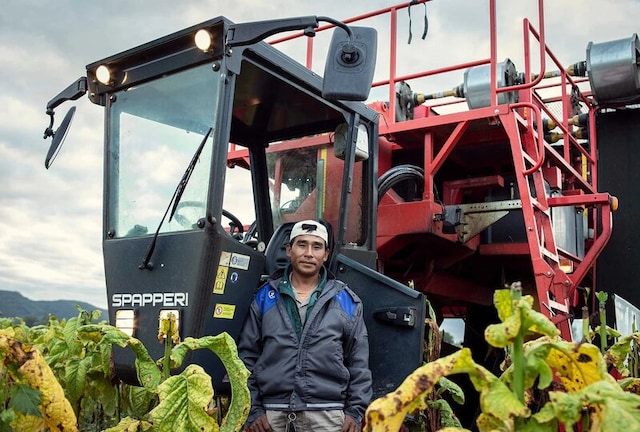 A tobacco farm worker in Salta, Argentina, standing next to a harvesting machine.