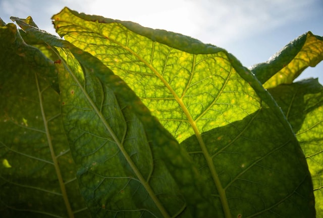 The sun shining through the leaves of a tobacco plant.
