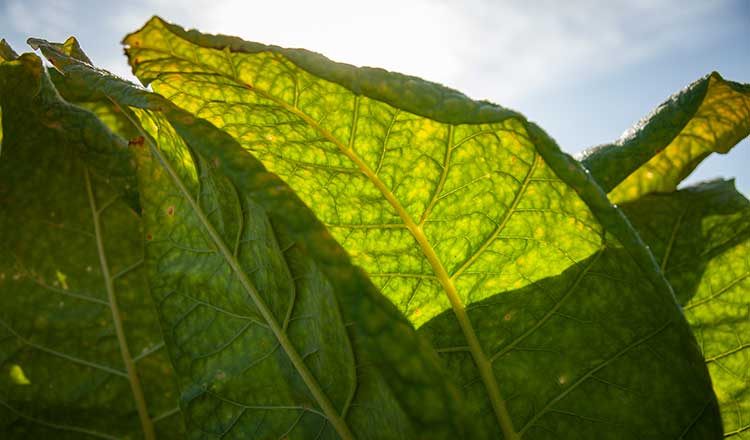 product-addictiveness-overview-thumbnail