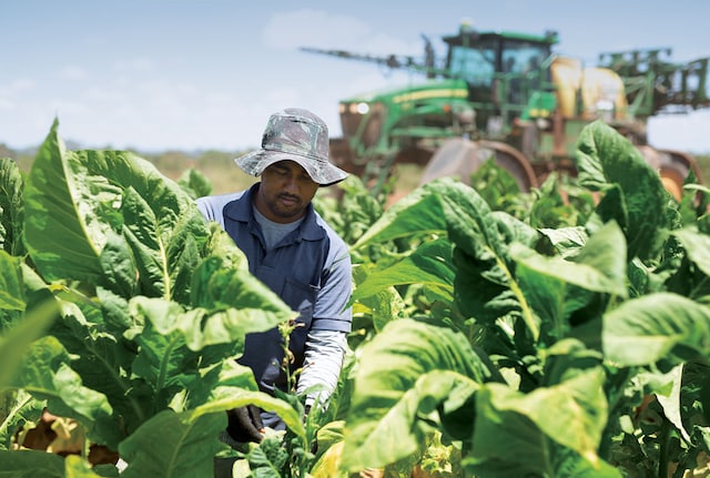 Tobacco farmer in Brazil