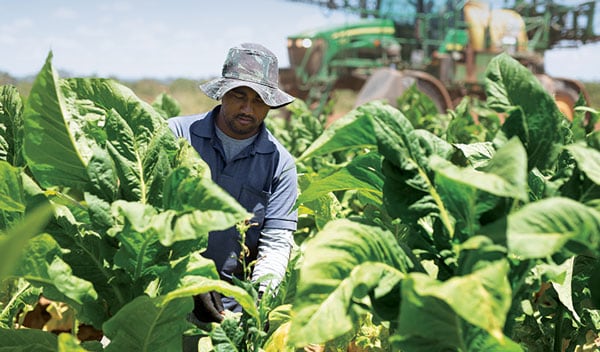 Tobacco farmer in Brazil