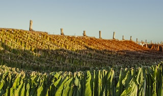 Green fields and blue sky