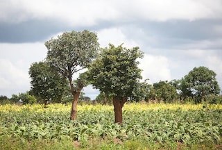 Malawi forest 1780x1200