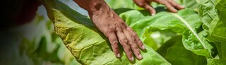 Tobacco farmer in Nayarit Mexico