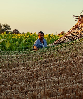 Tobacco farmer in Nayarit Mexico