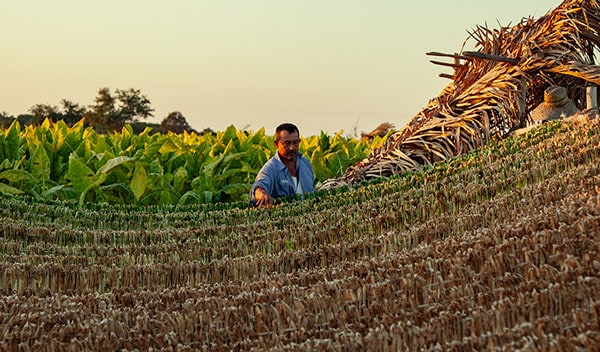 Tobacco farmer in Nayarit Mexico