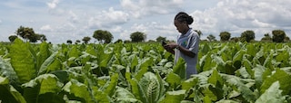 A woman standing in a tobacco field, analyzing data on a device.