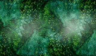 Aerial shot of a forest