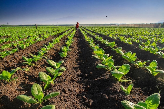 A field with rows of tobacco plants and mountains in the background.