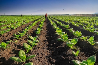 Field growing tobacco