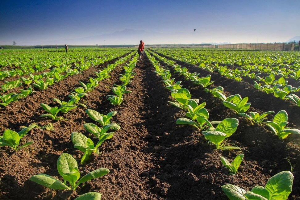 A field with rows of tobacco plants and mountains in the background.