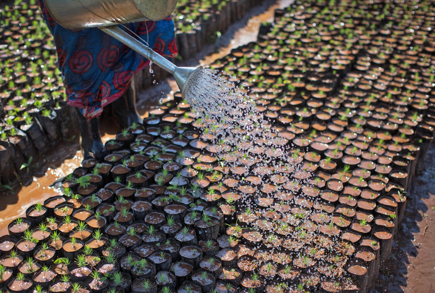 Water tobacco article highlight