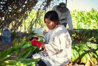 Woman working in tobacco field in Mexico