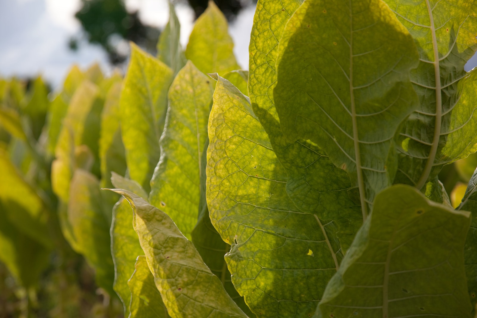 tobacco plant