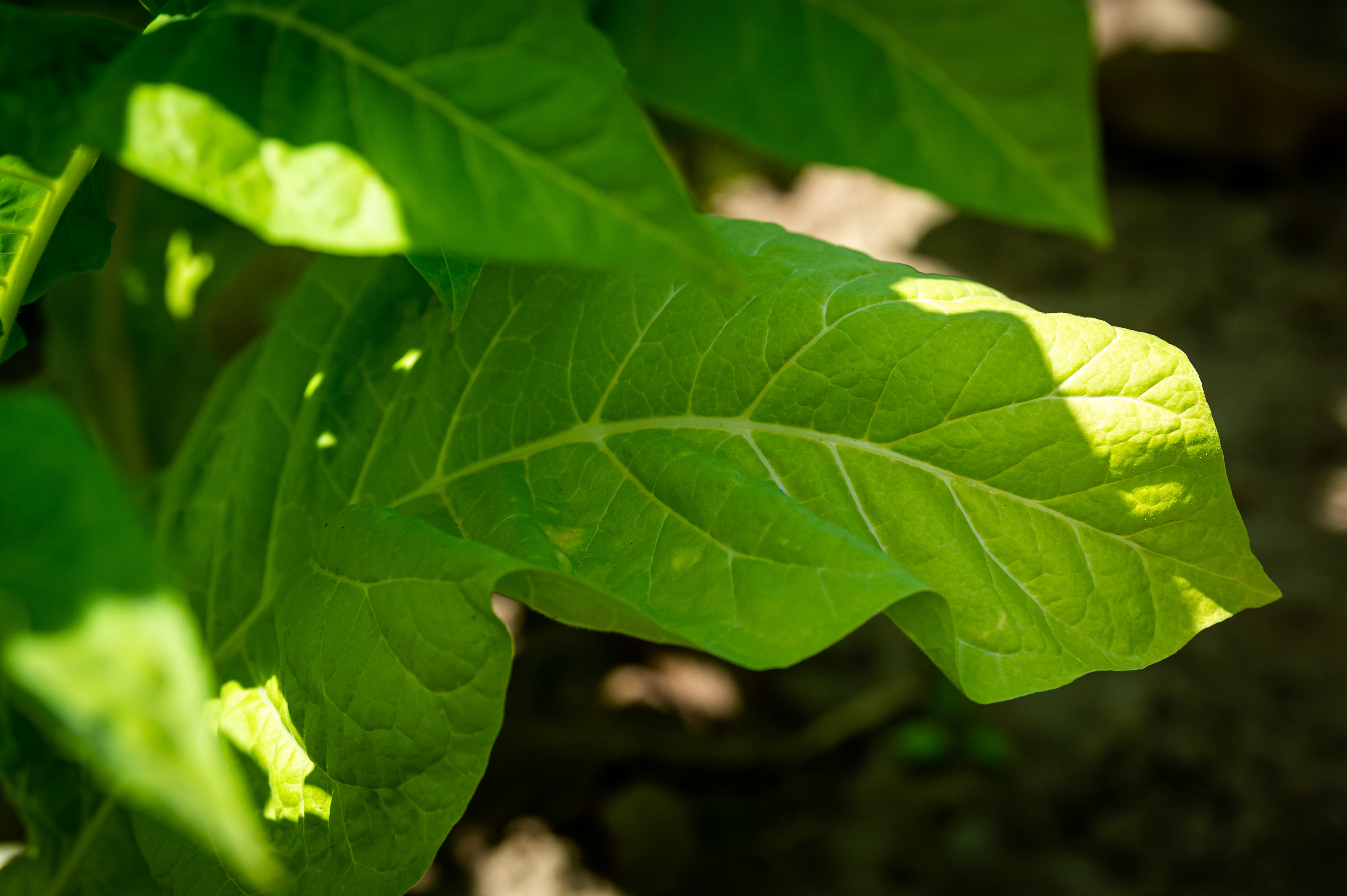 Green tobacco leaf