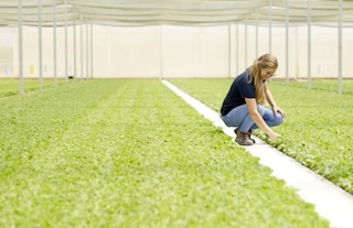 Person in greenhouse with tobacco crops