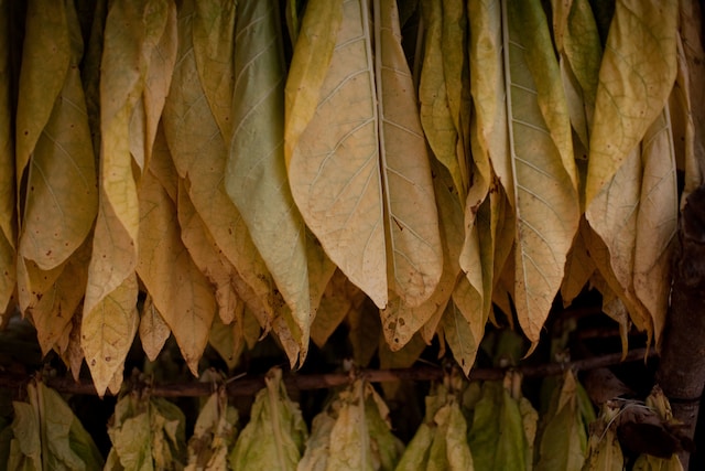 Dried brown tobacco leaveas