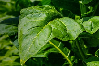 Tobacco leaf