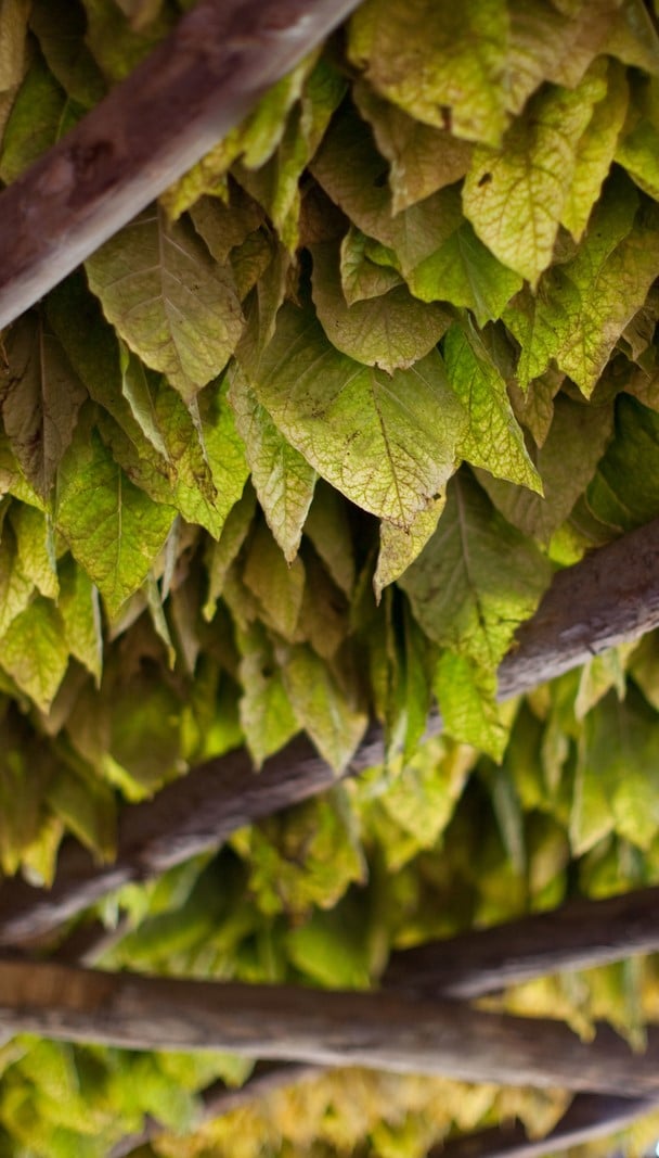 nicotine-tobacco-leaf-thumb