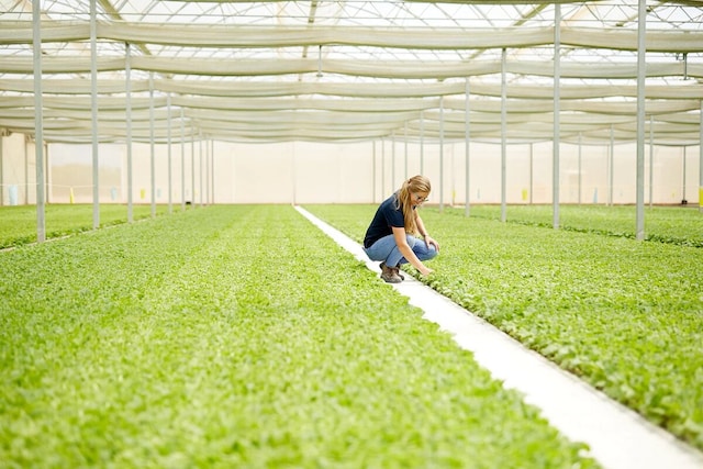 Worker checking out the tobacco leaf at nicotine farm, greenhouse.