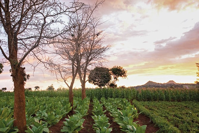 learnings-tobacco-debate-davos-2019-v3